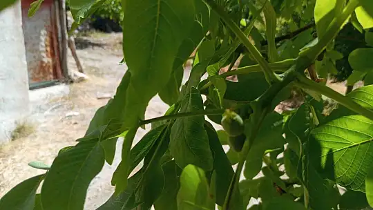 Malatya'da mevsim dışında meyve veren ceviz ağaçları şaşırttı