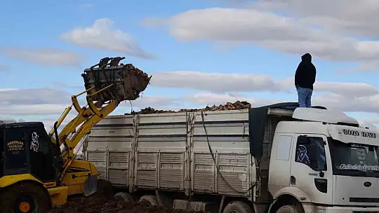 Malatya'da şeker pancarında yüksek verim çiftçinin yüzünü güldürdü