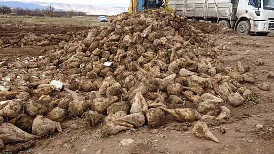 Malatya'da şeker pancarında yüksek verim çiftçinin yüzünü güldürdü