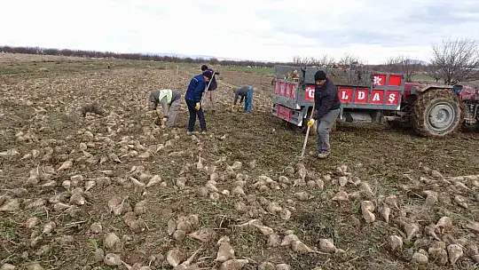 Malatya'da şeker pancarında yüksek verim çiftçinin yüzünü güldürdü