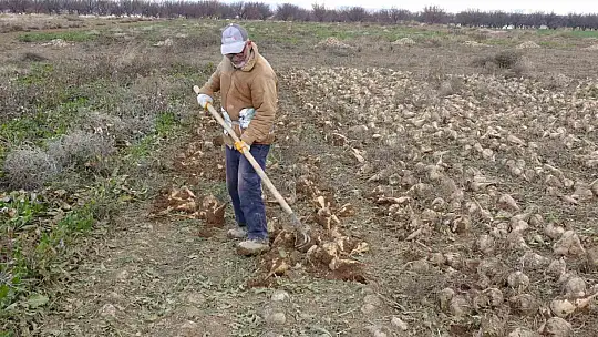 Malatya'da şeker pancarında yüksek verim çiftçinin yüzünü güldürdü