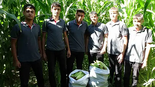 Malatya'da Tarım Lisesi Öğrencileri silajlık mısır hasadına başladı