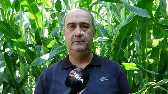 Malatya'da Tarım Lisesi Öğrencileri silajlık mısır hasadına başladı