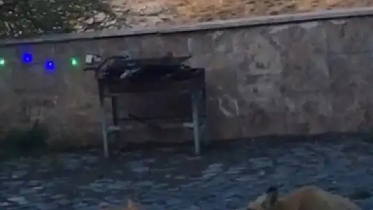 Adıyaman Nemrut Dağı'nda kedi ile tilki aynı kapta yemek yedi