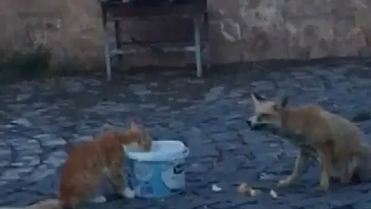 Adıyaman Nemrut Dağı'nda kedi ile tilki aynı kapta yemek yedi