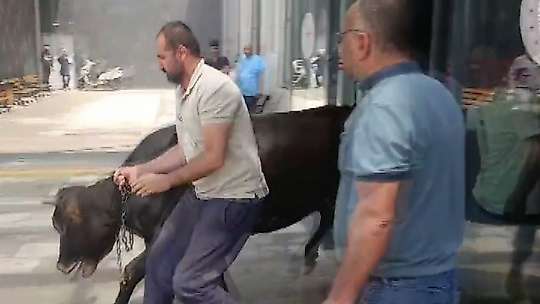 Nizip'te kaçan kurbanlık dana soluğu acil serviste aldı