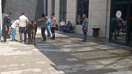 Nizip'te kaçan kurbanlık dana soluğu acil serviste aldı