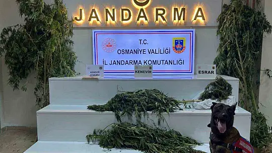 Osmaniye'de bir haftada 118 şüpheli yakalandı