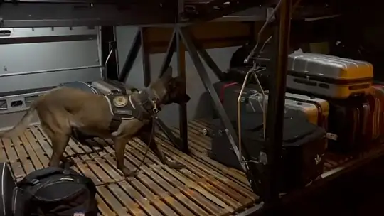 Osmaniye'de otobüs bagajından uyuşturucu çıktı: 1 tutuklama