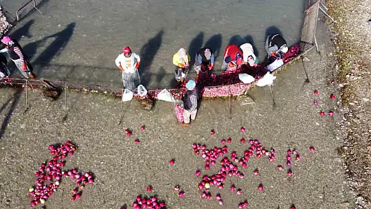 Osmaniye Kadirli'de turp mesaisi: Soğuk suda ekmek mücadelesi
