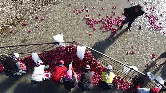 Osmaniye Kadirli'de turp mesaisi: Soğuk suda ekmek mücadelesi