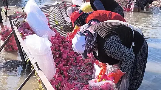 Osmaniye Kadirli'de turp mesaisi: Soğuk suda ekmek mücadelesi