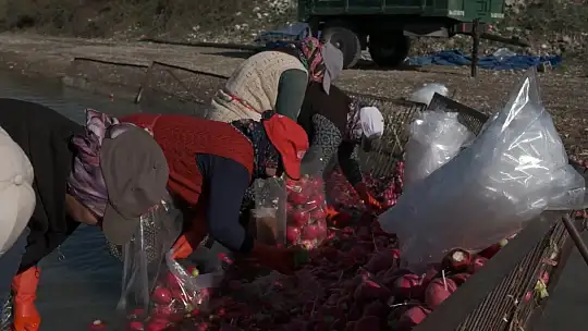 Osmaniye Kadirli'de turp mesaisi: Soğuk suda ekmek mücadelesi