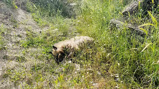 Otomobilin çarptığı çizgili sırtlan telef oldu