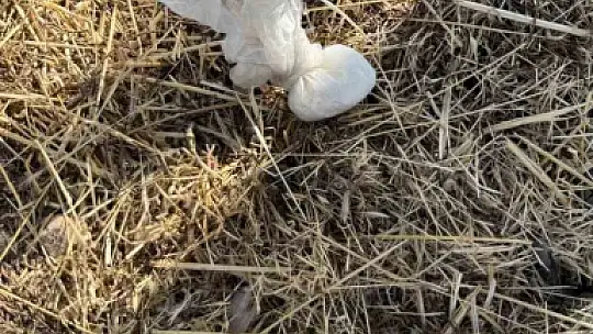 Polise çarpıp kaçan şüpheli itiraz sonrası tutuklandı