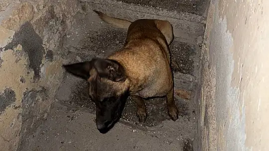 Sahipli köpeğin saldırısına uğrayan adam yaralandı