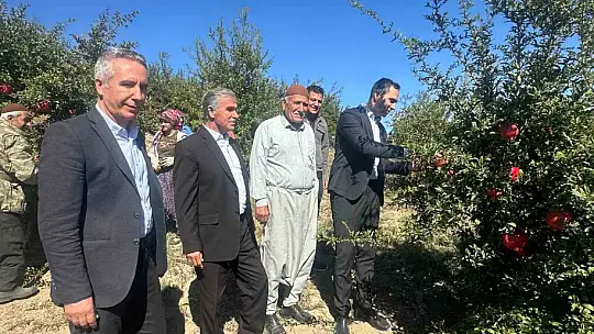 Samsat'ta nar hasadı başladı