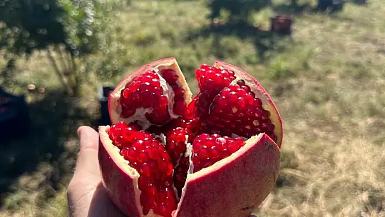 Samsat'ta nar hasadı başladı
