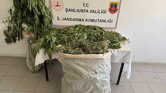 Şanlıurfa'da 2 kilo esrar ile 555 kök kenevir ele geçirildi: 3 gözaltı
