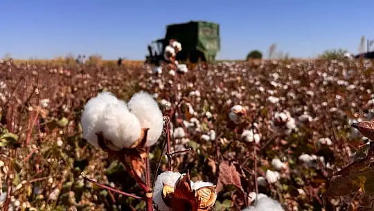 Şanlıurfa'da beyaz altın hasadı başladı
