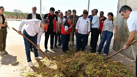 Şanlıurfa'da boz fıstık hasadı başladı