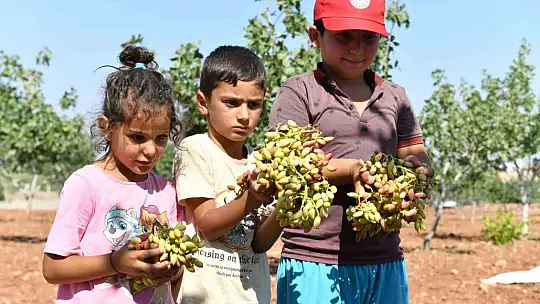 Şanlıurfa'da boz fıstık hasadı başladı