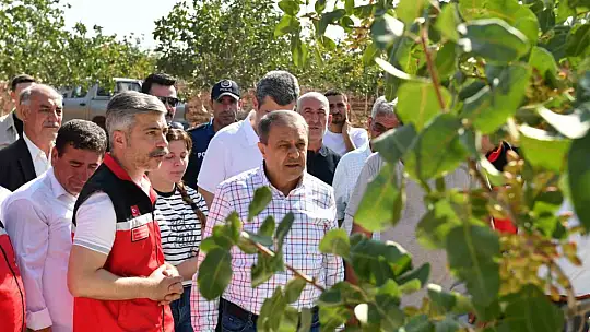 Şanlıurfa'da boz fıstık hasadı başladı
