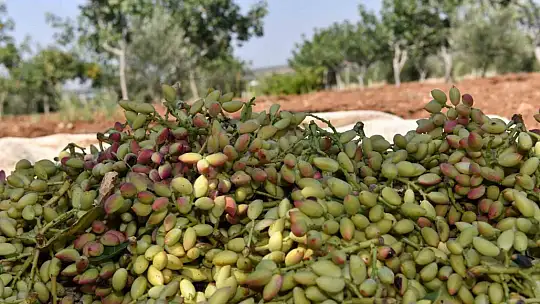 Şanlıurfa'da boz fıstık hasadı başladı