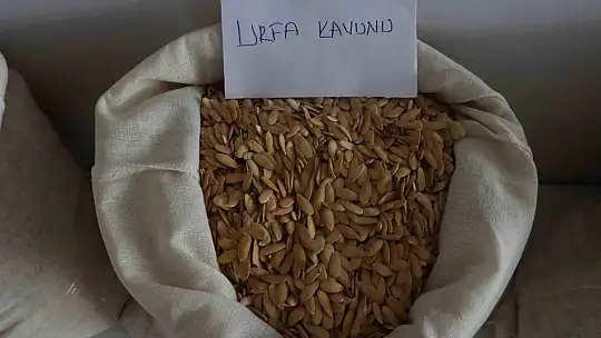Şanlıurfa'da coğrafi işaretli ürünlerin hasadı başladı