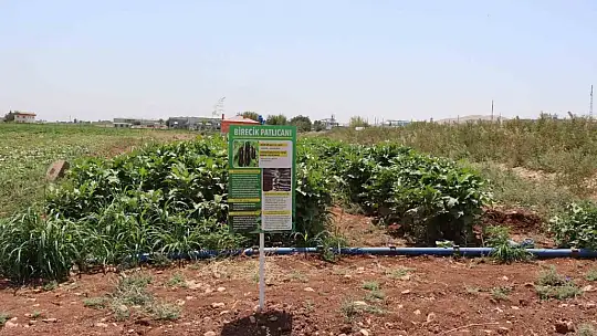 Şanlıurfa'da coğrafi işaretli ürünlerin hasadı başladı