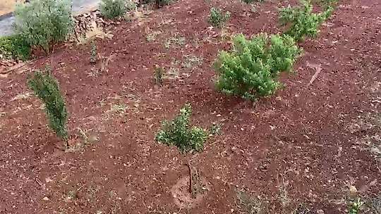 Şanlıurfa'da dolu ve yağmur yağışı etkili oldu
