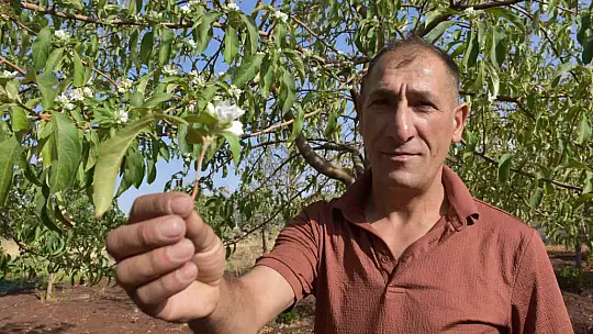 Şanlıurfa'da elma ağaçları ağustos ayında çiçek açtı