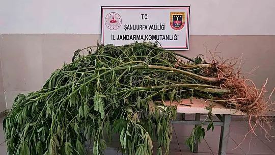Şanlıurfa'da jandarmadan uyuşturucu operasyonu