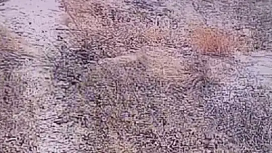 Şanlıurfa'da nesli tükenme tehlikesi altındaki çizgili sırtlan görüntülendi