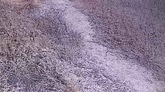 Şanlıurfa'da nesli tükenme tehlikesi altındaki çizgili sırtlan görüntülendi
