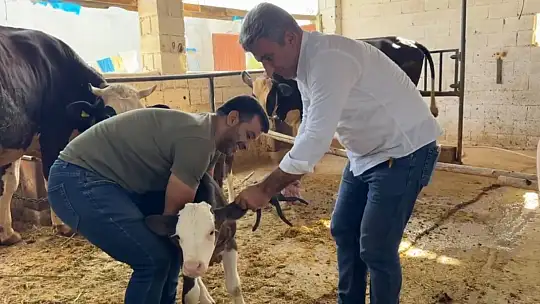 Şanlıurfa'da şap hastalığıyla mücadele devam ediyor