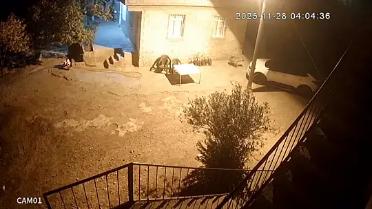 Şanlıurfa'da sırtlanlar tavuk kümesine girdi: Horoz ve tavukları çaldı