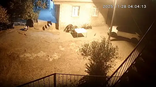 Şanlıurfa'da sırtlanlar tavuk kümesine girdi: Horoz ve tavukları çaldı