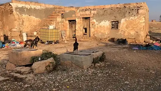 Şanlıurfa'da sırtlanlar tavuk kümesine girdi: Horoz ve tavukları çaldı