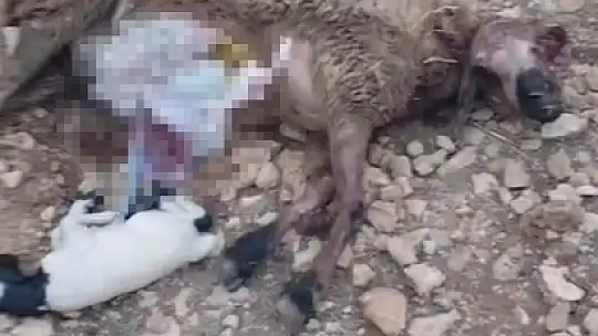 Sürüye saldıran kurt 18 koyunu telef etti