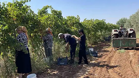 Şanlıurfa'da üzümün pekmez yolculuğu başladı