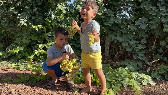 Şanlıurfa'da üzümün pekmez yolculuğu başladı