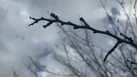 Şanlıurfa'da yoğun kar yağışları çiftçinin yüzünü güldürdü