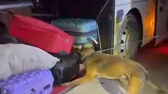 Yolcu otobüsünde 16 kilo 400 gram skunk ele geçirildi
