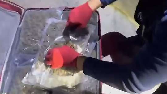 Yolcu otobüsünde 16 kilo 400 gram skunk ele geçirildi