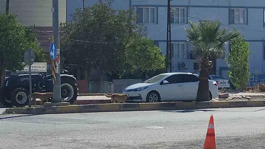 Sayıları 10'u bulan sokak köpekleri çocuğa korku dolu anlar yaşattı