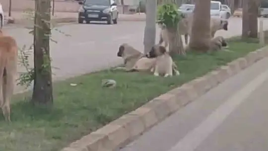 Sayıları 10'u bulan sokak köpekleri çocuğa korku dolu anlar yaşattı