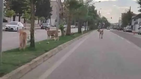 Sayıları 10'u bulan sokak köpekleri çocuğa korku dolu anlar yaşattı