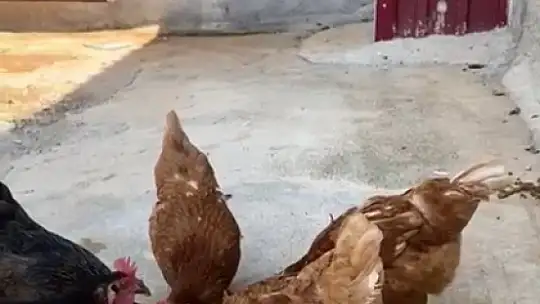 Sıcaktan bunalan tavuklarını Maraş dondurması ile serinletti