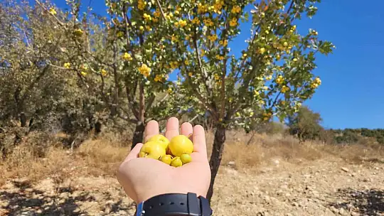 Faydası saymakla bitmeyen Alıç hasadı başladı! Kilosu 250 TL'ye satılıyor